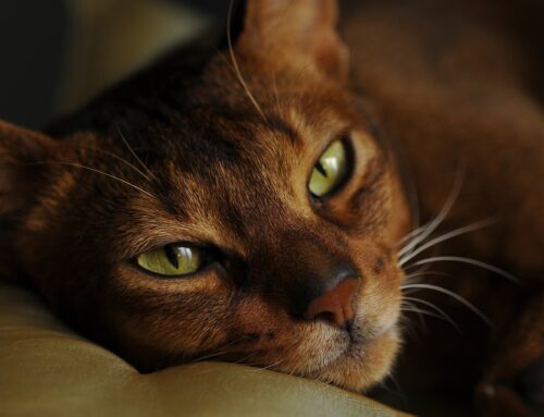 CombiBreed-Paket speziell für die Abessinier- und Somali-Katze