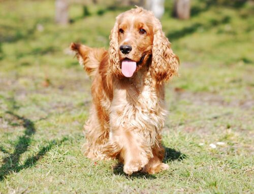 DNA-Test für die retinale Dysplasie beim Englischen Cocker Spaniel jetzt verfügbar